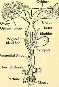 Female reproductive tract