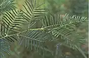 Close-up of the leaves