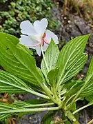 Impatiens henslowiana at Agasthyarkoodam