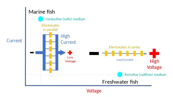 diagram showing why freshwater electric fish need to produce a high voltage