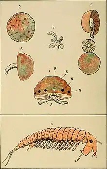 A color scientific illustration, from an 1897 book about pond life