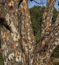Trunk and main branches, highlighting mottled bark