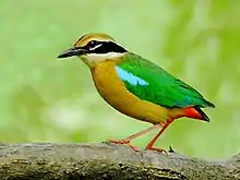  A buff and green bird stands on a branch