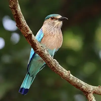 Image 12Indian rollerPhotograph credit: Charles J. SharpThe Indian roller (Coracias benghalensis) is a member of the bird family Coraciidae, the rollers. It occurs widely from the Arabian Peninsula to the Indian subcontinent and is designated as Least Concern on the IUCN Red List. The bird is best known for the aerobatic displays of males during the breeding season. It is commonly found in open grassland and scrub forest habitats, and is often seen perched on roadside bare trees and wires, which give it a good view of the ground below where it finds its prey. Its diet consists mainly of insects such as beetles and grasshoppers, but also includes spiders, scorpions, amphibians and small reptiles. The largest population occurs in India, and several states in India have chosen it as their state bird.This picture shows an Indian roller of the benghalensis subspecies, photographed in Kanha Tiger Reserve in the Indian state of Madhya Pradesh.More selected pictures
