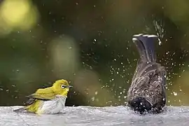 Bathing alongside red-vented bulbul in Sri Lanka