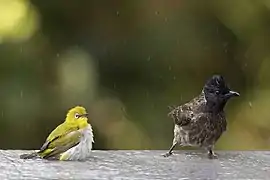 Indian white-eye and red-vented bulbul bathing near Galle, Sri Lanka