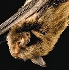 The image depicts an Indiana bat