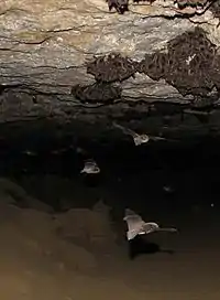 A handful of bats fly around in a dark cave