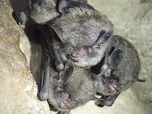 Four bats huddle together. Each is hanging from a cave wall