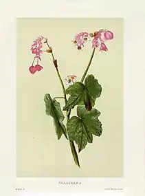 Indigenous Flowers of the Hawaiian Islands, Plate 37