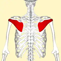 Infraspinatus muscle seen from behind.