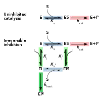 Depiction of the reversible chemical equilibria between enzyme + substrate, enzyme/substrate complex, and enzyme + product, and two competing equilibria. The first is between enzyme + inhibitor, enzyme/inhibitor non-covalent complex, followed by irreversible formation of the covalent complex. The second is between enzyme/substrate complex + inhibitor, noncovalent enzyme/substrate, followed by irreversible formation of the covalent complex