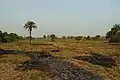 An Inland valley rice production near Bida, Niger State