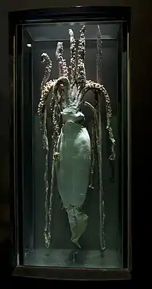 (?/7/2005)Same specimen on display at the NMNH, one of the few publicly exhibited male specimens worldwide