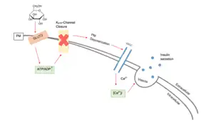 A diagram of the Consensus Model of glucose-stimulated insulin secretion