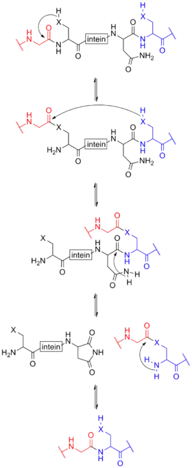 mechanism of protein splicing involving inteins