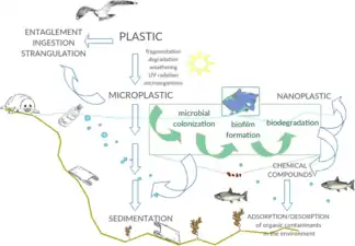 Interactions between marine microorganisms and microplastics
