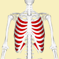 Position of internal intercostal muscles (red). Animation.