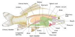 Diagram showing the internal anatomy of a generic bony fish