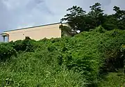 Invasive ivy gourd on the island of Saipan, smothering native vegetation and climbing up buildings.