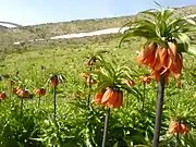 Inverted Tulips, Siasard Area