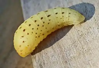 Pupating caterpillar