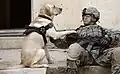 A U.S. soldier and his Labrador Retriever dog wait before conducting an assault against insurgents in Buhriz