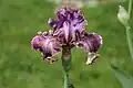 Iris Germanica 'Queen Calico'