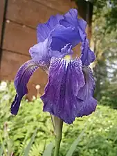 Iris germanica, an old and vigorous cultivar that requires minimal culture