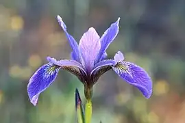 Iris versicolor L. — Iris versicolore.
