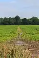Irrigation ditch in Montour County, Pennsylvania, USA