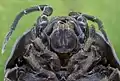 Macro shot of an Armadillidium opacum