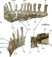 Caudal vertebrae of Ischioceratops, showing haemal arches below tail.