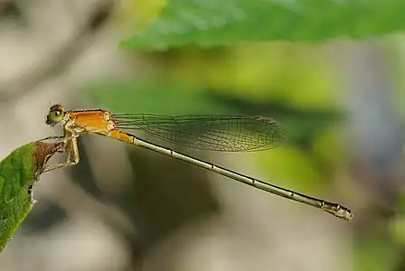 Female (gynochrome, sub-adult)