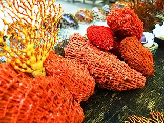 An organ pipe coral from offshore, the coral that gave the sand its pink color