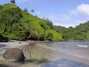 Tropical rainforest and a beach