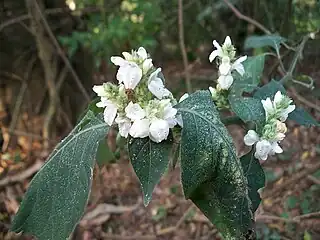 flowering Isoglossa woodii