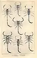 Figure 3.  The scorpion Isometrus phipsoni (top row left and right) described by Eugene W. Oates