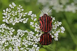 mating (dorsal view)