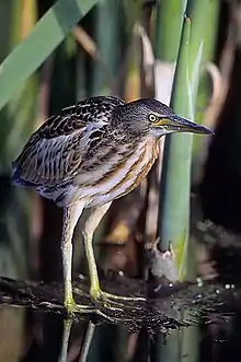 Little bittern, Ixobrychus minutus