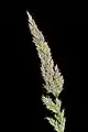 J20160625-0005—Calamagrostis rubescens—RPBG (27805039592)