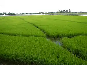 Rice paddies in Balagtas, Bulacan
