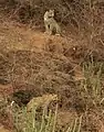 Leopard sighting near Jawai Dam
