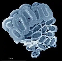 Coccolithophores named after the BBC documentary seriesThe Blue Planet