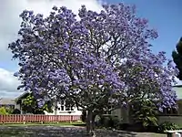 Tree in flower in Whakatane, New Zealand