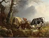 Two bulls defend a cow attacked by wolves