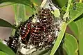 Pupae tended by ants