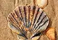 Make your own shell collection in Monte Gordo