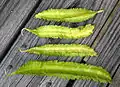 Winged bean pods