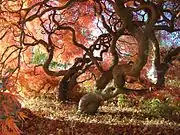 Japanese Threadleaf Maple Trees, November 2013